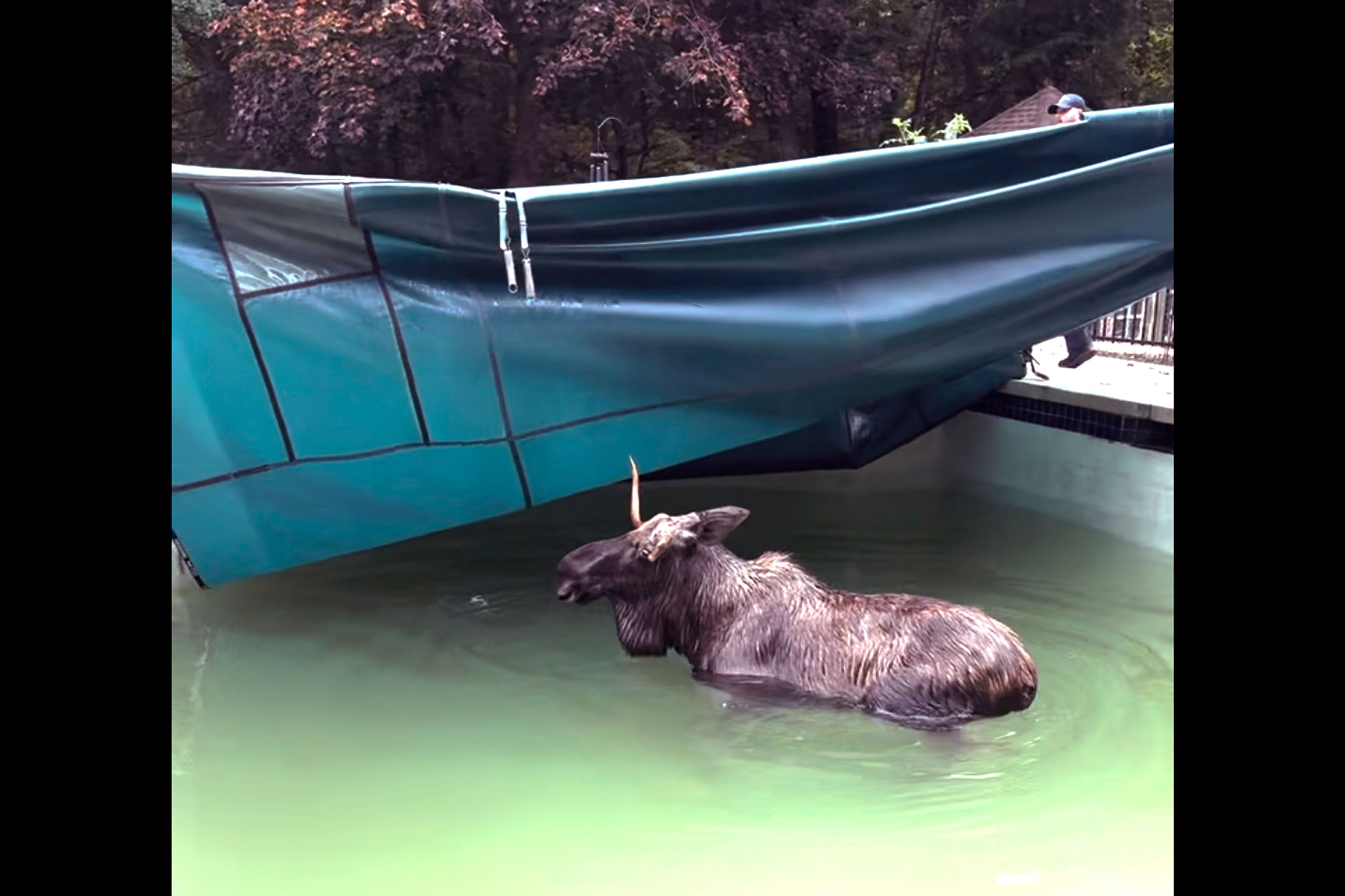 This image taken from video provided by the Bedford, N.H., Police Department, shows a moose being freed after it was stuck in a residential swimming pool, Thursday Oct. 3, 2024, in Bedford. (Bedford Police Department via AP)