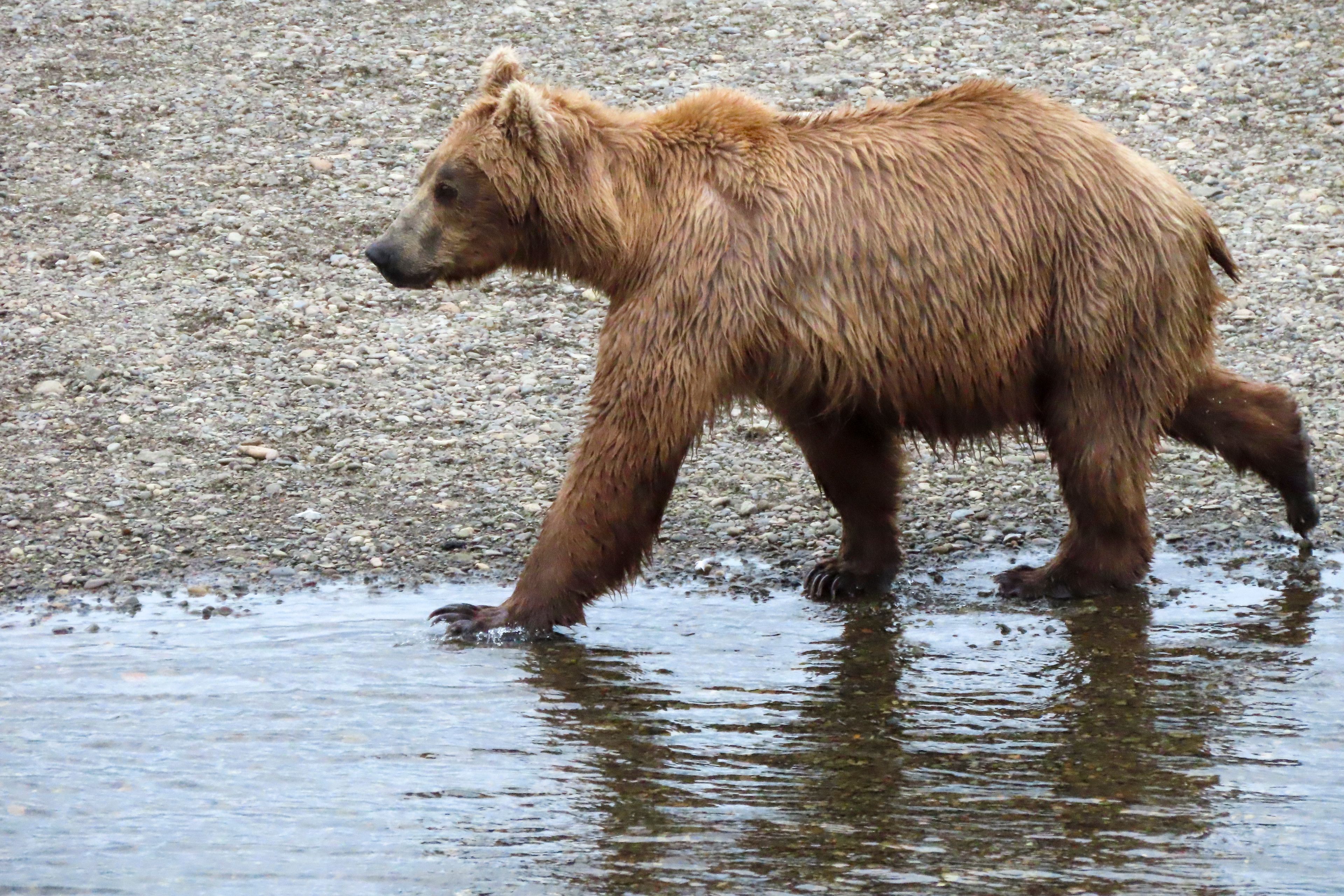 This image provided by the National Park Service shows bear 901 at Katmai National Park in Alaska on July 5, 2024. (T. Carmack/National Park Service via AP)