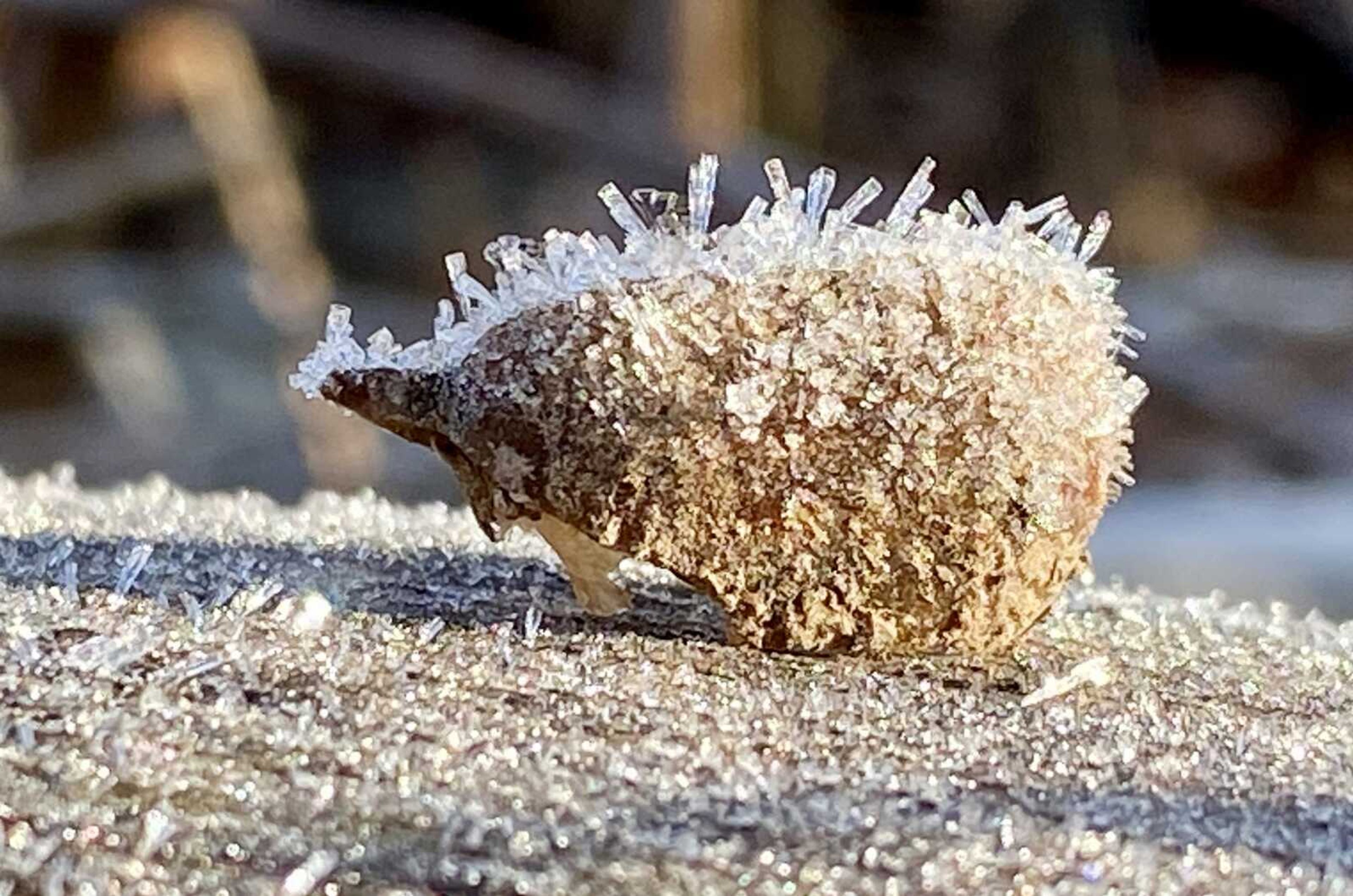 An acorn shell dressed in ice