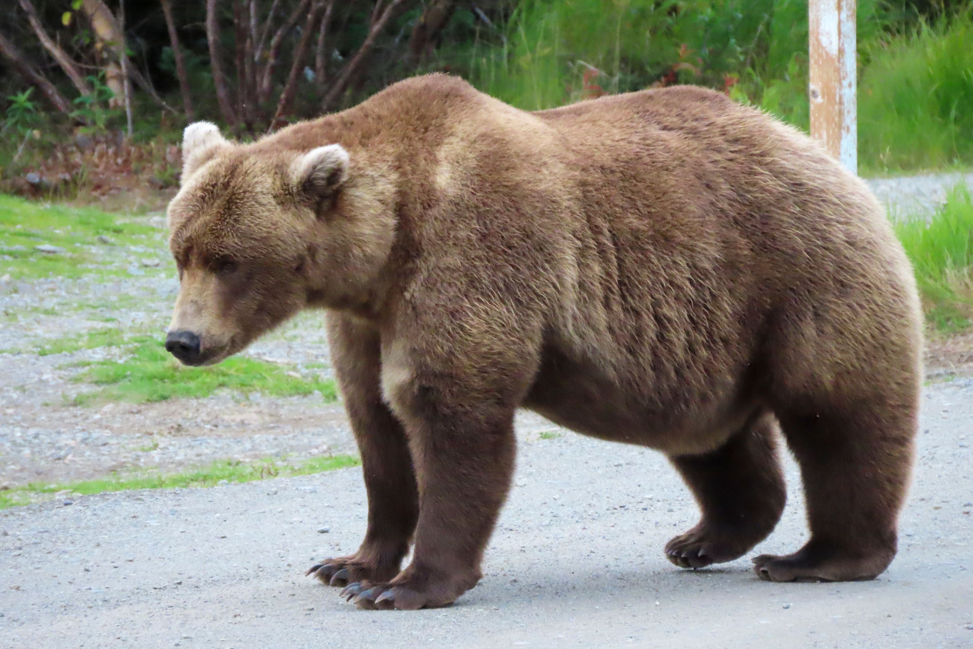 This image provided by the National Park Service shows bear 901 at Katmai National Park in Alaska on Sept. 13, 2024. (T. Carmack/National Park Service via AP)