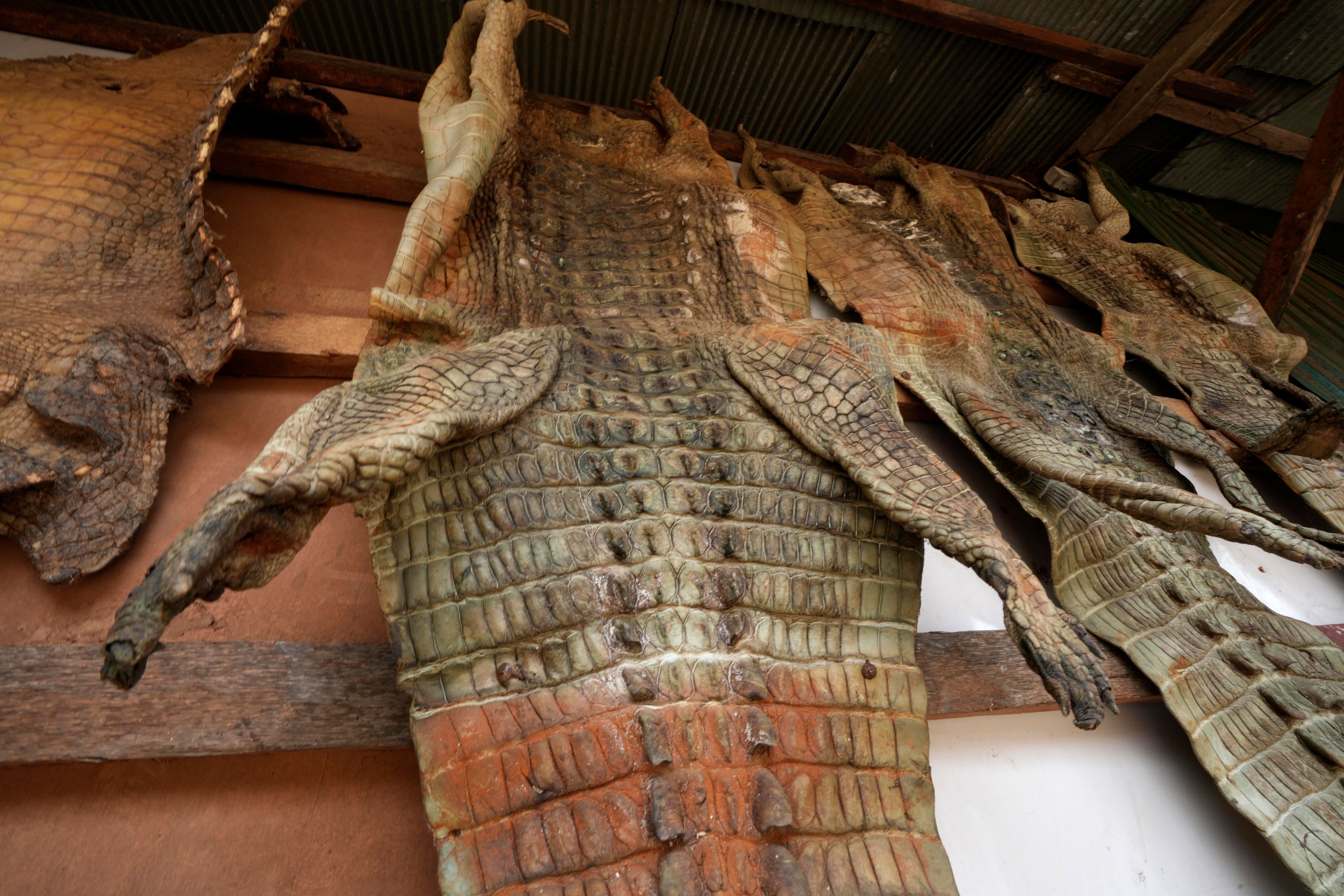 Crocodile skins hang at a crocodile farmer's house in Siem Reap province, Cambodia, on Aug. 2, 2024. (AP Photo/Heng Sinith)