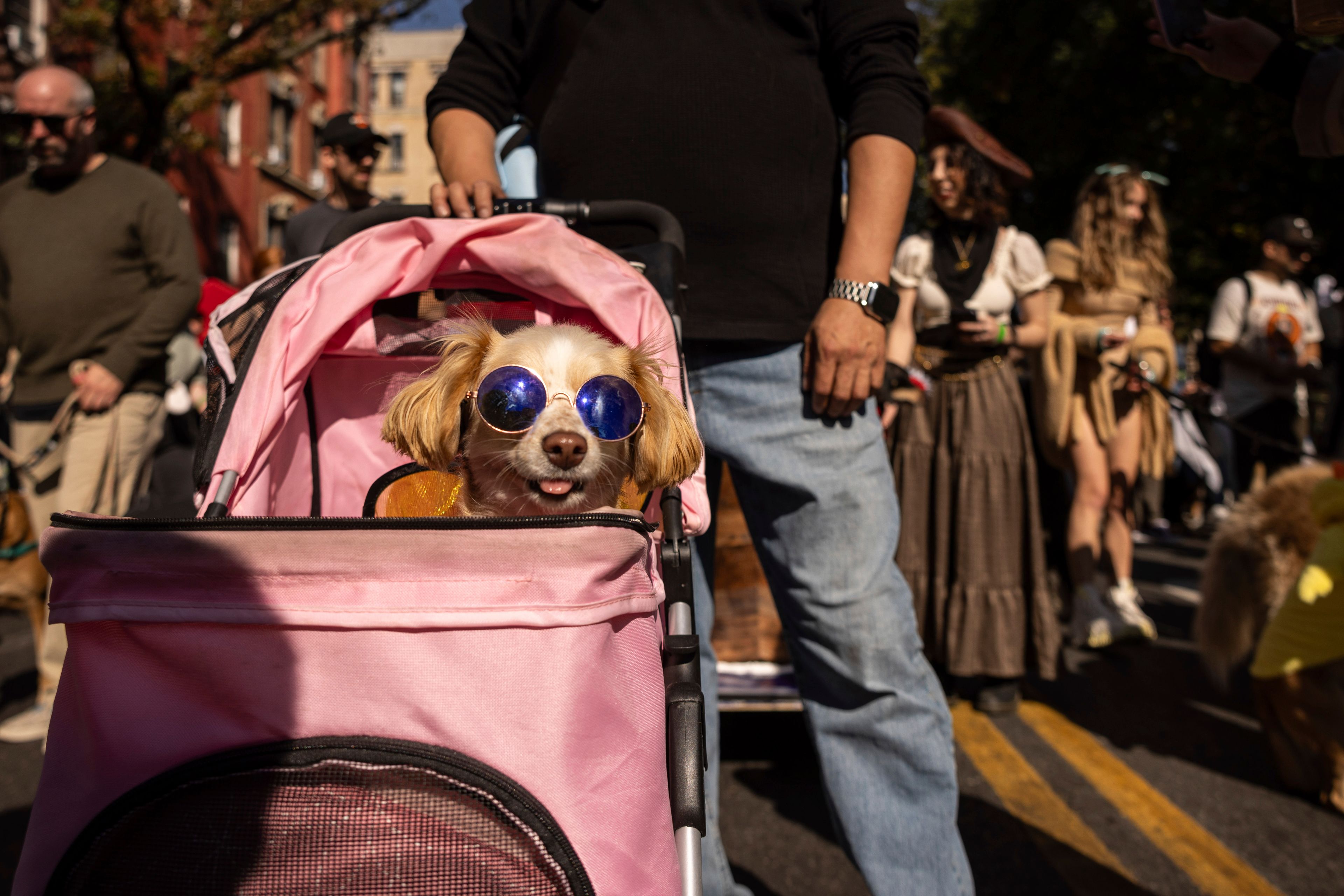 People and their dogs in costume participate in the 34th annual Tompkins Square Halloween Dog Parade, Saturday, Oct. 19, 2024, in New York. (AP Photo/Yuki Iwamura)