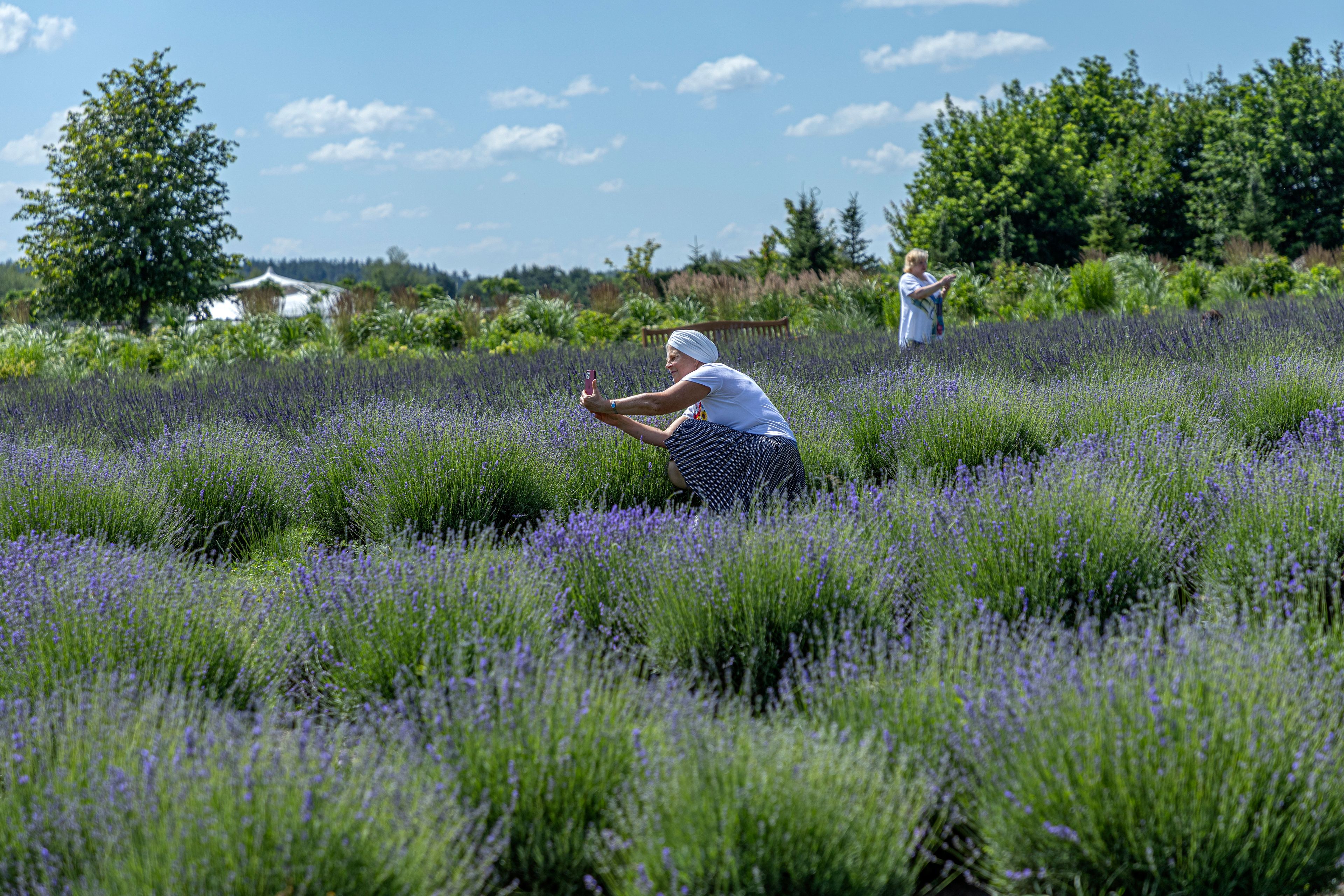 A woman takes photos in the lavender field in Dobro Park, Motyzhyn, Kyiv region, Ukraine, Wednesday, June 26, 2024. Despite hardships brought by war flowers fill Kyiv and other Ukrainian cities. Dobro Park, a 370-acre (150 hectare) privately-run garden and recreation area west of Kyiv, was rebuilt after the Russian attack and occupation that lasted for more than a month.(AP Photo/Anton Shtuka)