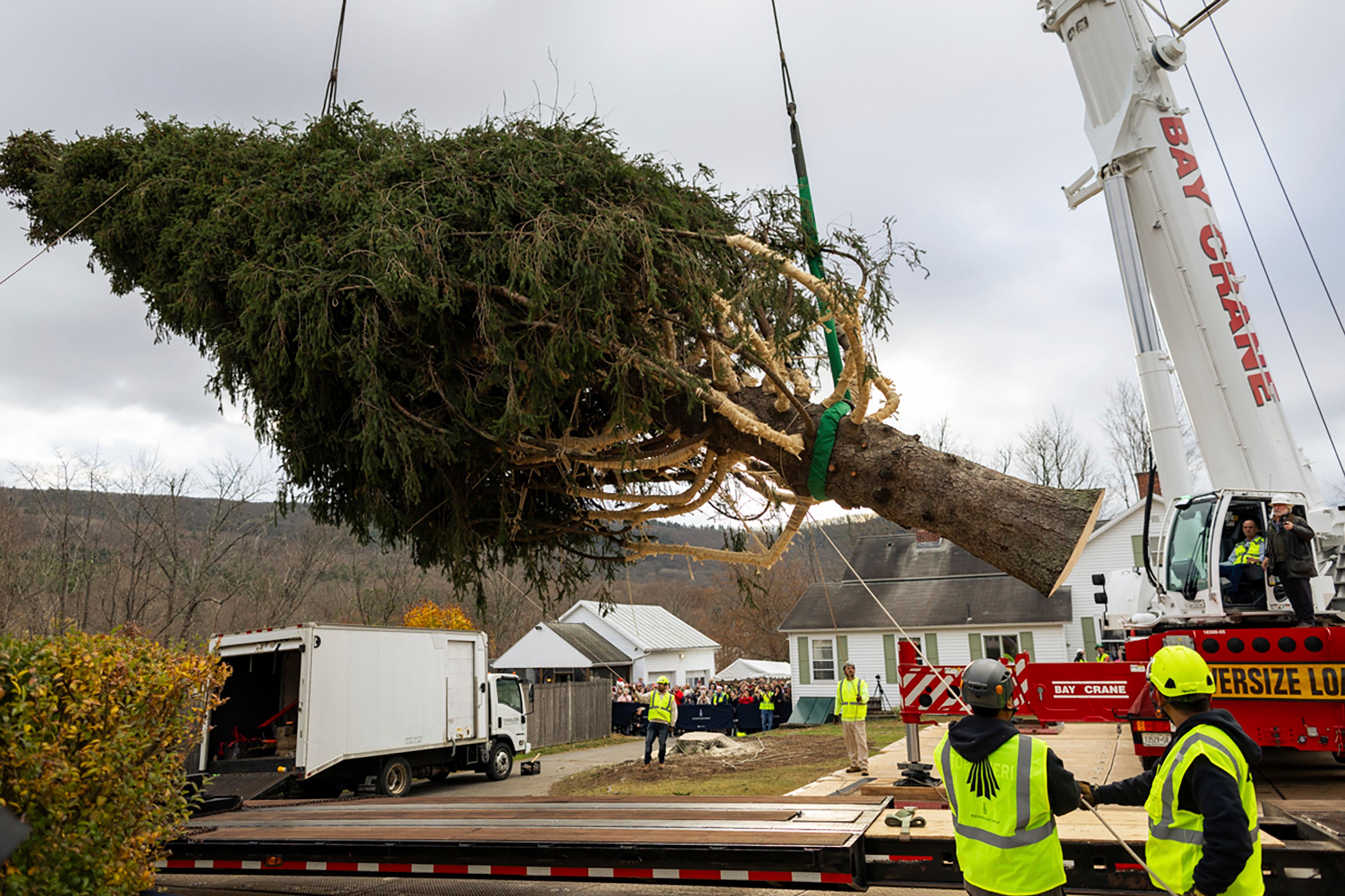 A Norway Spruce that will serve as this year's Rockefeller Center Christmas tree is placed on a flatbed, Thursday, Nov. 7, 2024 in West Stockbridge, Mass. (AP Photo/Matthew Cavanaugh)