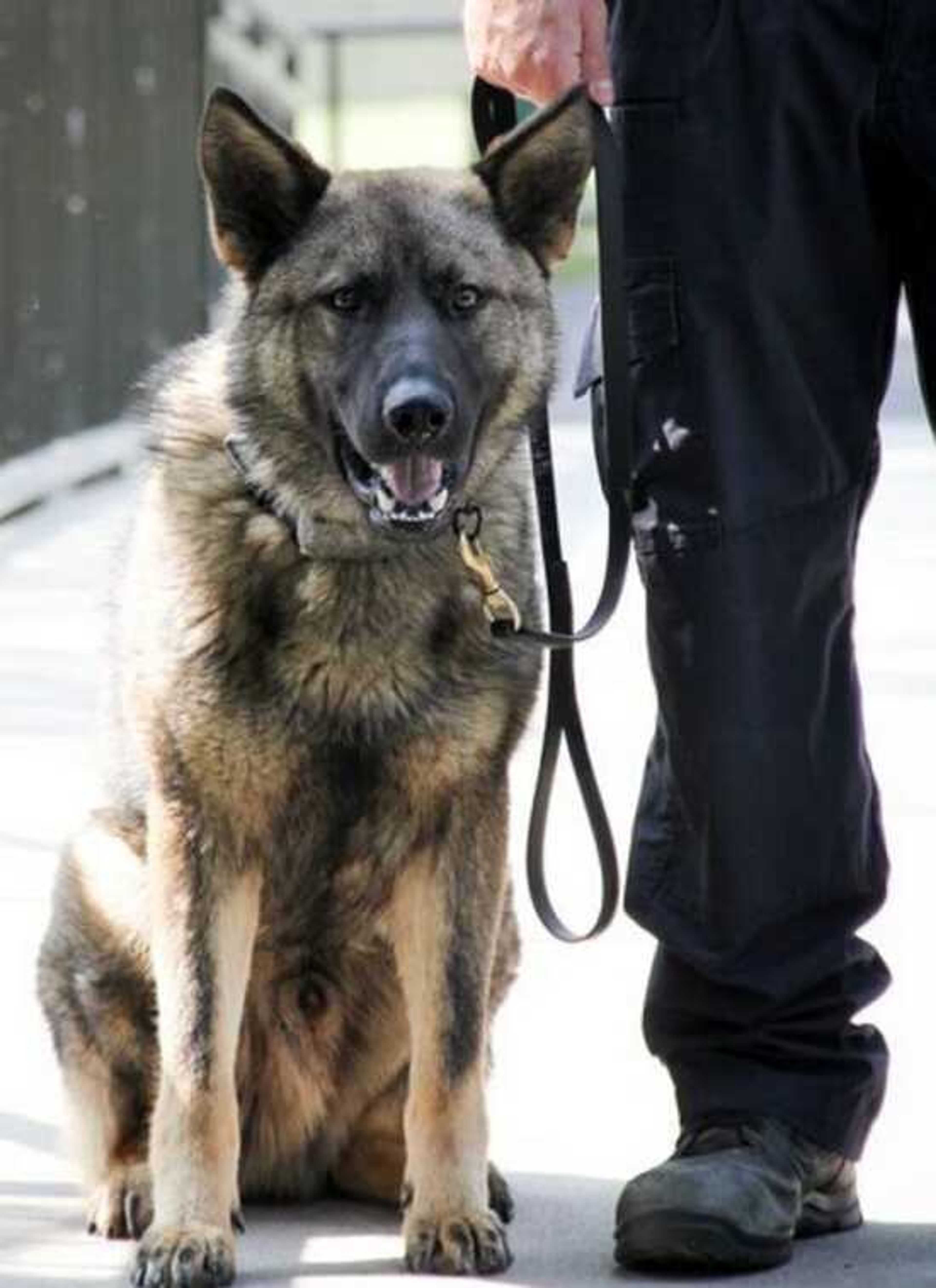 City of Jackson police have added Riggs to its canine unit. Riggs is seen with officer Brandon McSpadden, his handler. The city received $19,474.02 through Missouri Department of Public Safety's canine replacement grant program to purchase and train the animal and to purchase relevant supplies.