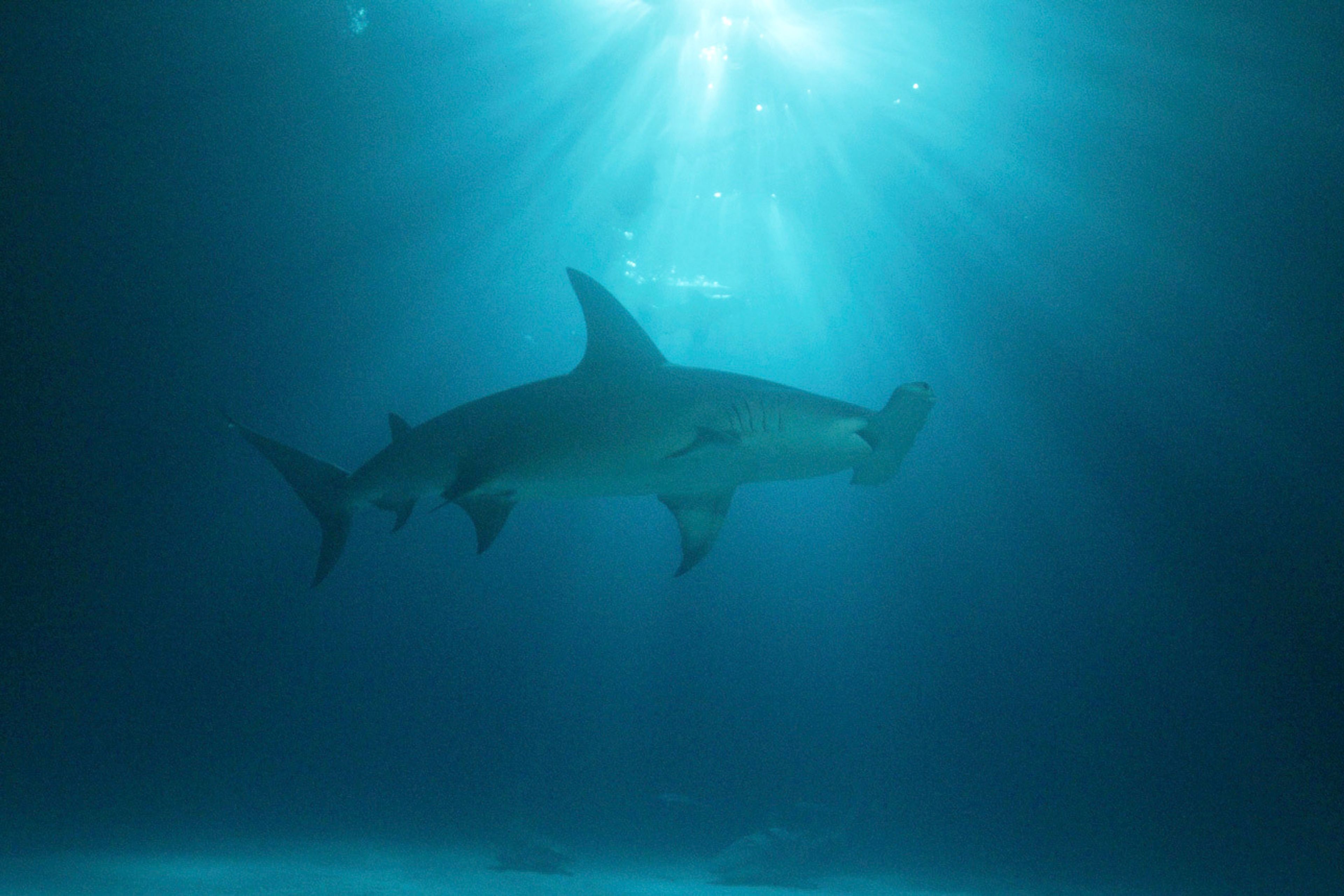This image released by Discovery shows a scene from “Monster Hammerheads: Species X,” part of 21 hours of programing celebrating "Shark Week." (Discovery Channel via AP)