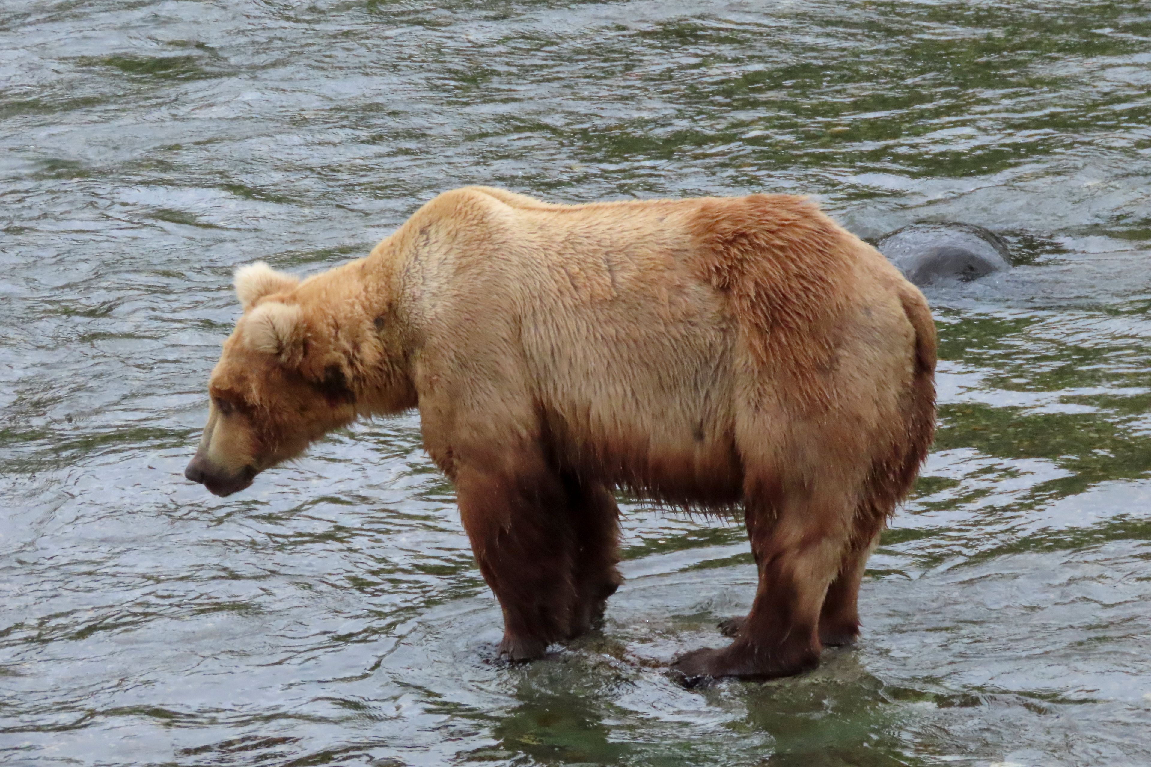 This image provided by the National Park Service shows bear 164 at Katmai National Park in Alaska on June 24, 2024. (T. Carmack/National Park Service via AP)