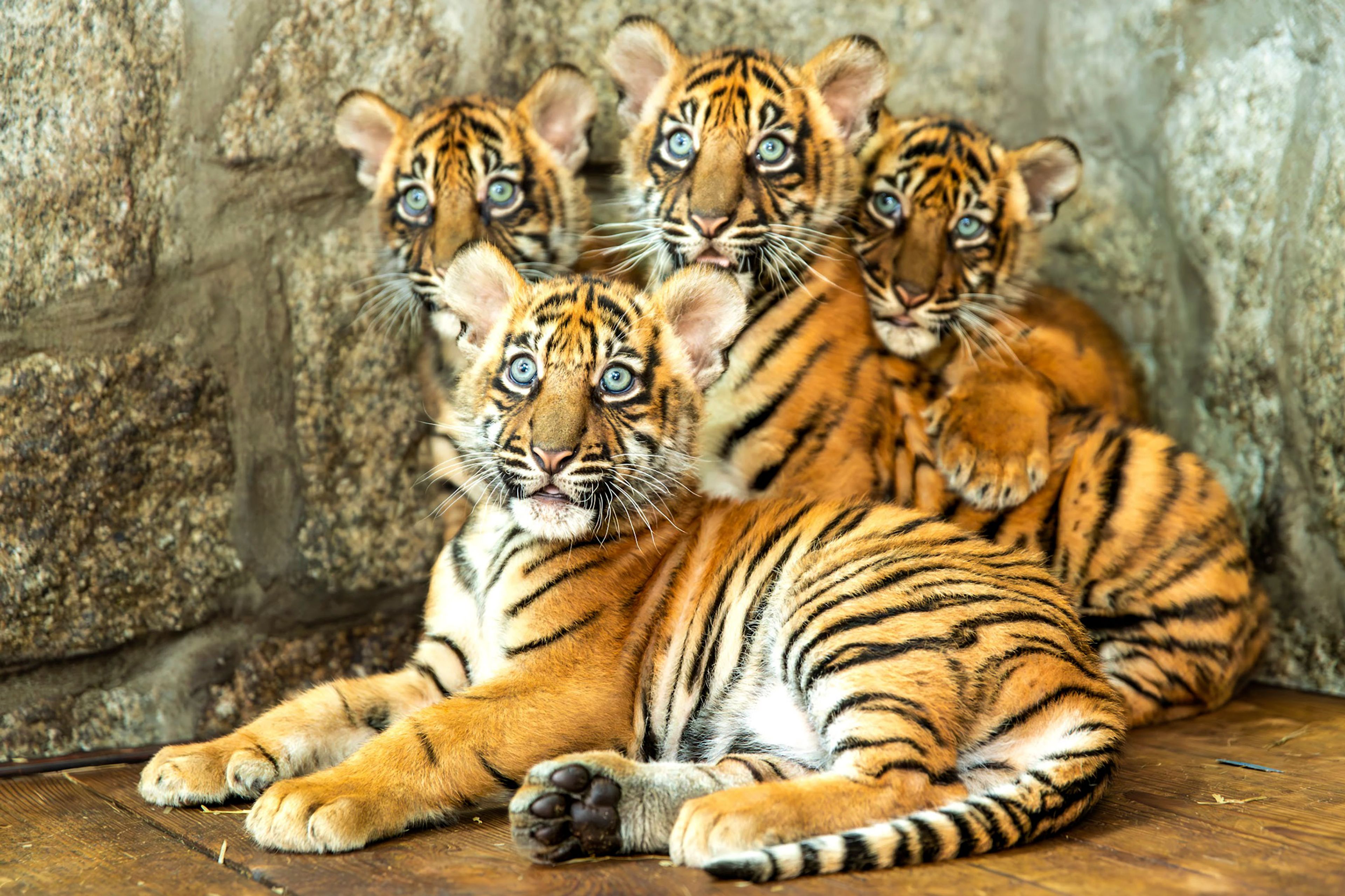 In this photo released by ZOO Wroclaw, Four Sumatran tiger cubs are seen at the Wroclaw zoo, which is celebrating the birth of the critically endangered predators, in Wrocław, Poland, Thursday Oct. 17, 2024. (ZOO Wrocław via AP)